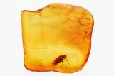 Detailed Fossil False Flower Beetle (Scraptiidae) in Baltic Amber #381273-1
